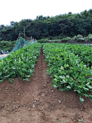 YK님의 기타작물 · 영농일지 작성글 사진