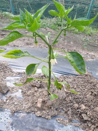 재한님의 고추 · 병해충상담 작성글 사진