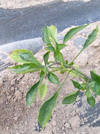 재한님의 고추 · 병해충상담 작성글 사진