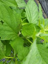 팜모닝 참깨·병해충상담 게시글 이미지