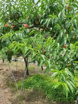 팜모닝 복숭아·영농일지 게시글 이미지