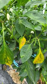 팜모닝 고추·병해충상담 게시글 이미지