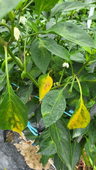 불광이면불급님의 고추 · 병해충상담 작성글 사진