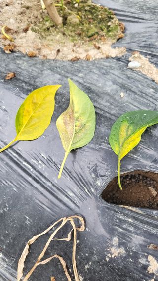 불광이면불급님의 고추 · 병해충상담 작성글 사진