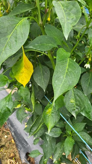 불광이면불급님의 고추 · 병해충상담 작성글 사진