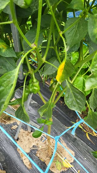 불광이면불급님의 고추 · 병해충상담 작성글 사진