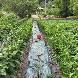 팜모닝 고추·병해충상담 게시글 이미지