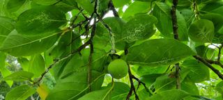 윤정재님의 감 · 병해충상담 작성글 사진