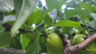 귀농 준비 1년차님의 복숭아 · 병해충상담 작성글 사진