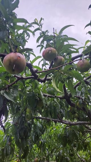 귀농 준비 1년차님의 복숭아 · 병해충상담 작성글 사진
