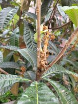 팜모닝 기타작물·병해충상담 게시글 이미지