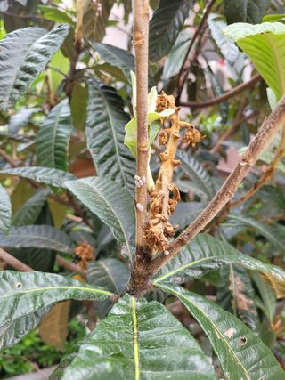 문정남님의 기타작물 · 병해충상담 작성글 사진