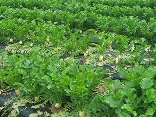 여우내 이순홍님의 기타작물 · 자유게시판 작성글 사진