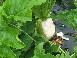 여우내 이순홍님의 기타작물 · 자유게시판 작성글 사진