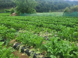 여우내 이순홍님의 기타작물 · 자유게시판 작성글 사진