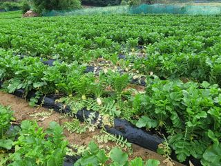 여우내 이순홍님의 기타작물 · 자유게시판 작성글 사진