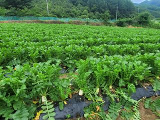 여우내 이순홍님의 기타작물 · 자유게시판 작성글 사진