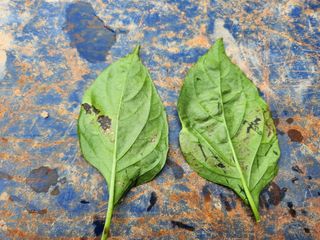 ...님의 고추 · 병해충상담 작성글 사진
