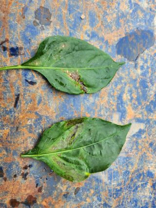 ...님의 고추 · 병해충상담 작성글 사진