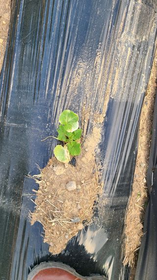 정현주님의 호박 · 병해충상담 작성글 사진