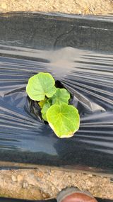 팜모닝 호박·병해충상담 게시글 이미지