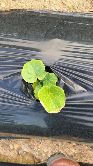 정현주님의 호박 · 병해충상담 작성글 사진