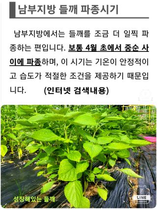 조용길님의 들깨 · 자유게시판 작성글 사진