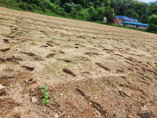 쏭이네농장(현자)님의 자유주제 · 자유게시판 작성글 사진