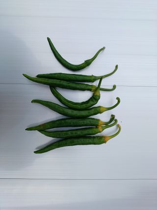 최선희님의 고추 · 병해충상담 작성글 사진