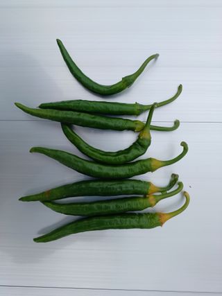 최선희님의 고추 · 병해충상담 작성글 사진