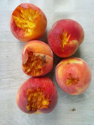 철남 김희곤님의 복숭아 · 자유게시판 작성글 사진