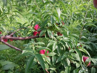 철남 김희곤님의 복숭아 · 자유게시판 작성글 사진