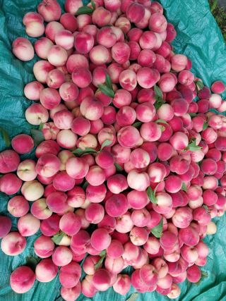 철남 김희곤님의 복숭아 · 자유게시판 작성글 사진