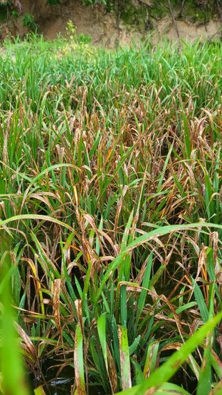 불광이면불급님의 벼 · 병해충상담 작성글 사진