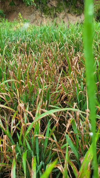 불광이면불급님의 벼 · 병해충상담 작성글 사진