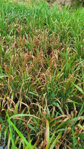 불광이면불급님의 벼 · 병해충상담 작성글 사진