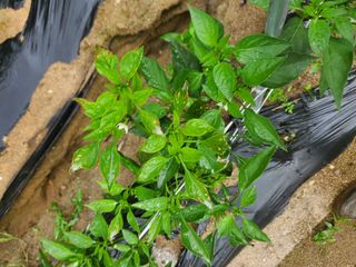 전종덕님의 고추 · 병해충상담 작성글 사진