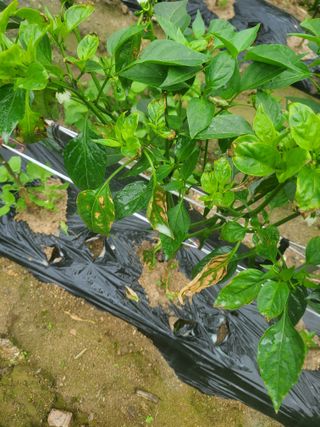 전종덕님의 고추 · 병해충상담 작성글 사진