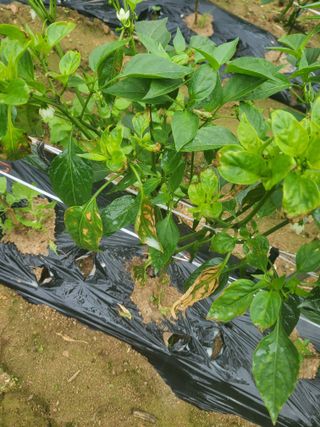 전종덕님의 고추 · 병해충상담 작성글 사진