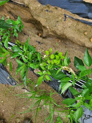 전종덕님의 고추 · 병해충상담 작성글 사진