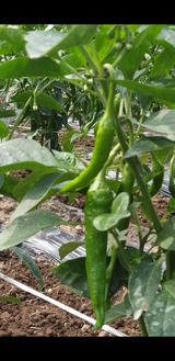 팜모닝 최고의 제초제는 무엇인가요?·참여 게시글 이미지