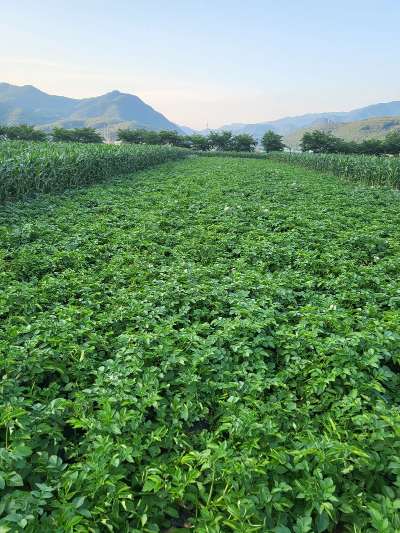 장터 상품 [강원도 ㆍ평창수미감자팔아요ㅡ] 썸네일