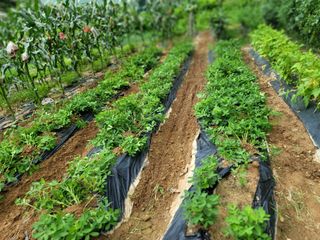 장기준님의 들깨 · 자유게시판 작성글 사진