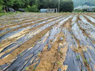 장기준님의 들깨 · 자유게시판 작성글 사진