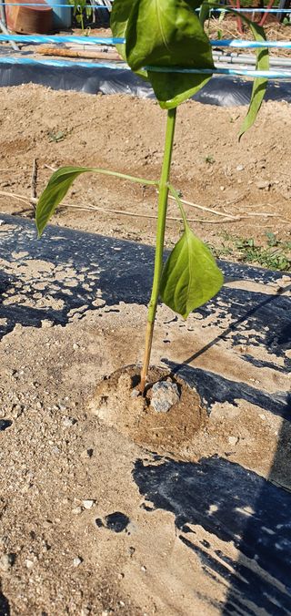 이재만님의 고추 · 병해충상담 작성글 사진