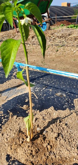 이재만님의 고추 · 병해충상담 작성글 사진