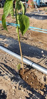 팜모닝 고추·병해충상담 게시글 이미지