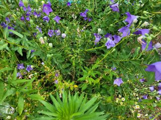 정찬길 님의 기타작물 · 병해충상담 작성글 사진