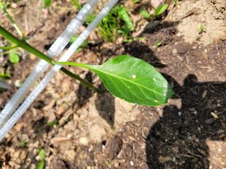 왕초보보안관님의 고추 · 병해충상담 작성글 사진