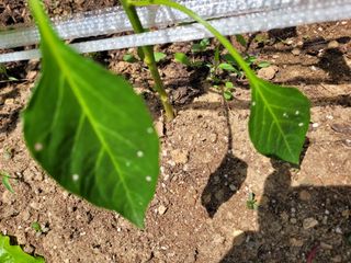 왕초보보안관님의 고추 · 병해충상담 작성글 사진